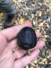 Planchonella australis