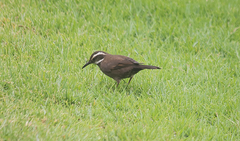 Cinclodes patagonicus