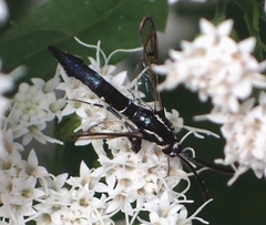 Synanthedon pictipes