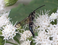 Synanthedon pictipes