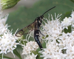 Synanthedon pictipes