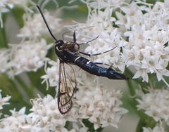 Synanthedon pictipes