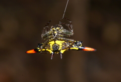 Gasteracantha westringi