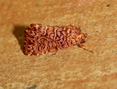 Callopistria granitosa