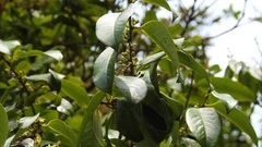 Erythroxylum macrophyllum macrophyllum