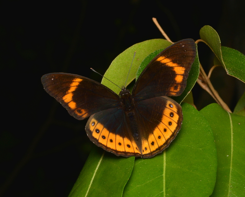 Eight-Spot Butterfly