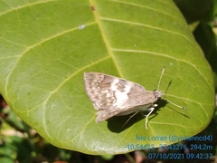 Polyctor