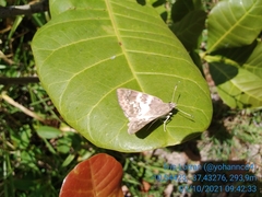 Polyctor