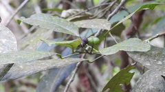 Cleidion castaneifolium
