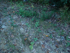 Pueraria montana lobata
