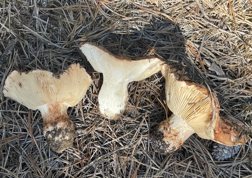 Tricholoma colossus — (c) Annie Weissman, some rights reserved (CC BY)