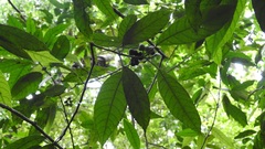 Cleidion castaneifolium