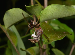 Polistes stigma townsvillensis