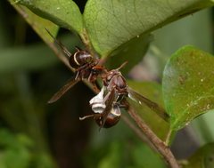 Polistes stigma townsvillensis