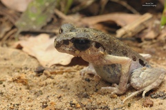 Leptobrachella gracilis
