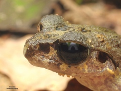Leptobrachella gracilis