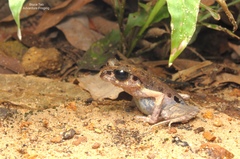 Leptobrachella gracilis