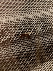 Myrmicinae