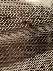 Myrmicinae