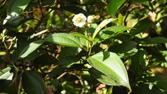 Miconia subhirsuta