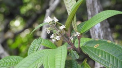 Miconia laevigata