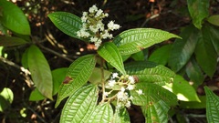 Miconia laevigata