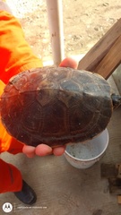 Trachemys venusta venusta