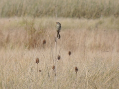 Embernagra platensis