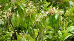 Calyptranthes venulosa