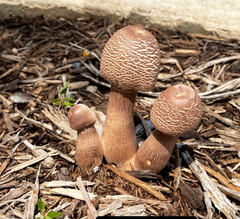 Leucoagaricus americanus
