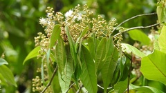 Calyptranthes venulosa