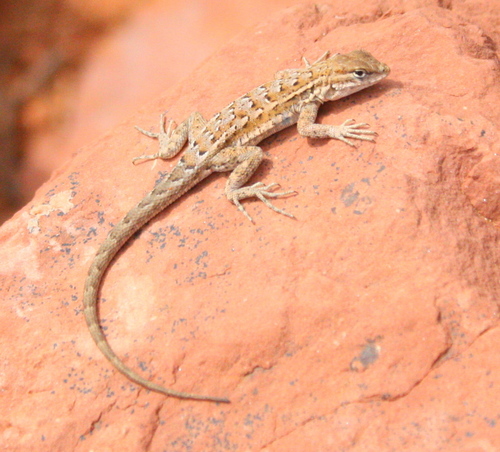 Uta stansburiana