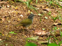 Arremonops chloronotus