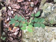 Picrasma quassioides