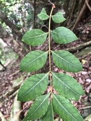 Picrasma quassioides