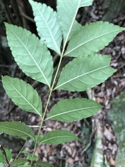 Picrasma quassioides