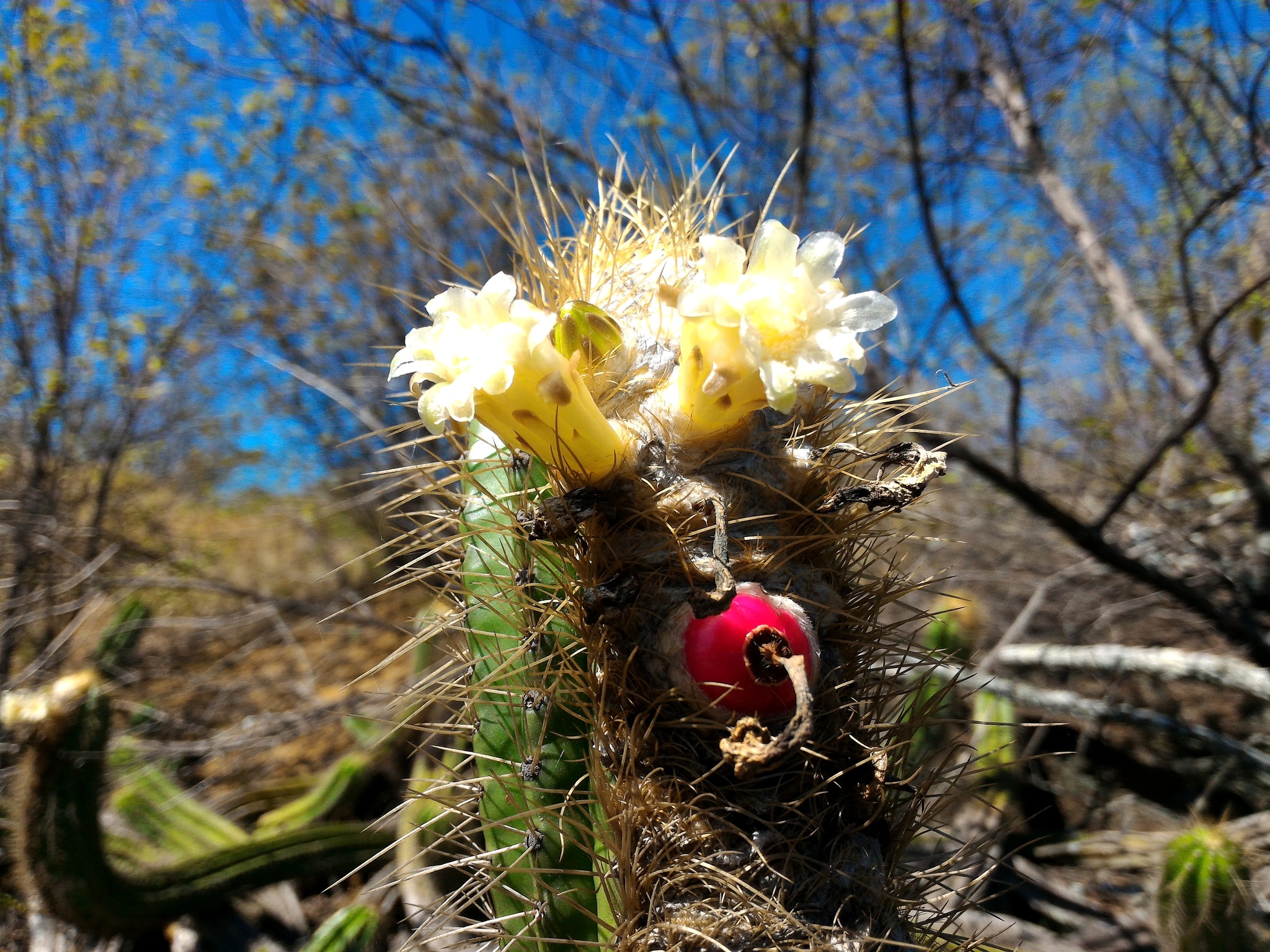 Coleocephalocereus