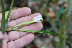 Maxillaria alba