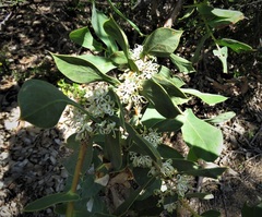 Hakea prostrata