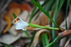 Maxillaria alba
