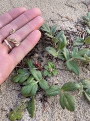 Glehnia littoralis leiocarpa