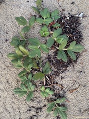 Glehnia littoralis leiocarpa