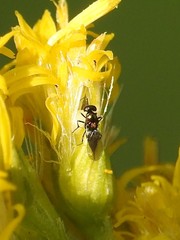 Encyrtinae