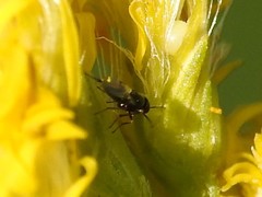 Encyrtinae