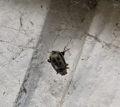 Cerotoma