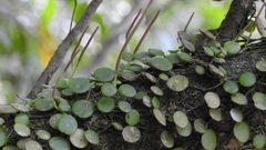 Peperomia rotundifolia