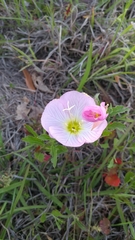 Oenothera speciosa