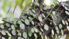 Peperomia rotundifolia