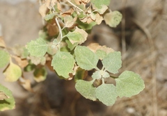 Brickellia desertorum