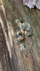 Hypocreaceae